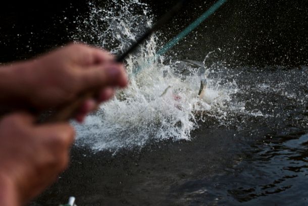 Jungle Fish awarded at Sundance Film Festival
